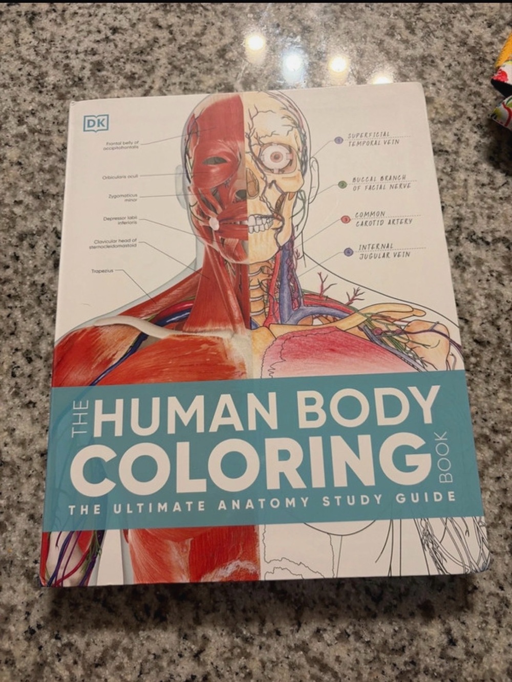 The Human Body Coloring Book — Blue Cover Anatomy Study Guide